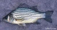Yellow bass (Morone mississippiensis)