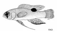 Yellow basslet (Lipogramma flavescens)