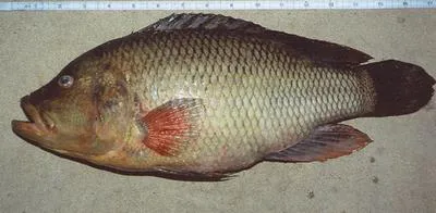 Yellow-belly bream (Serranochromis robustus robustus)