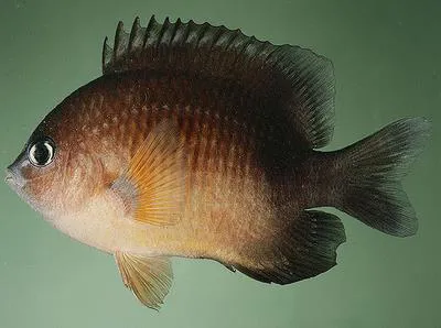 Yellow-belly damsel (Plectroglyphidodon flaviventris)