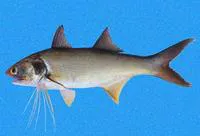 Yellow bobo (Polydactylus opercularis)