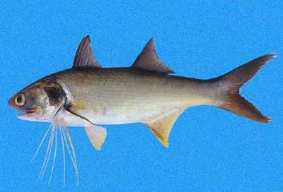 Yellow bobo (Polydactylus opercularis)