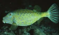 Yellow boxfish (Ostracion cubicus)