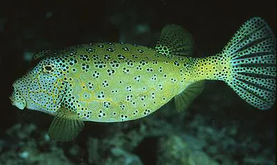 Yellow boxfish (Ostracion cubicus)