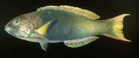 Yellow-brown wrasse (Thalassoma lutescens)