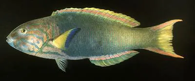 Yellow-brown wrasse (Thalassoma lutescens)
