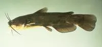 Yellow bullhead (Ameiurus natalis)