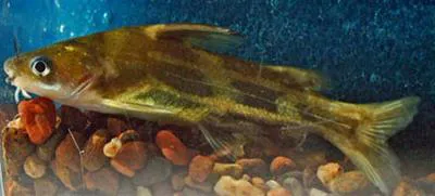 Yellow catfish (Tachysurus fulvidraco)