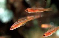 Yellow cave goby (Trimma taylori)