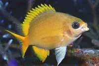Yellow chromis (Chromis analis)
