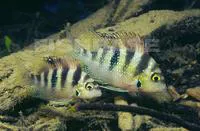 Yellow cichlid (Thorichthys helleri)