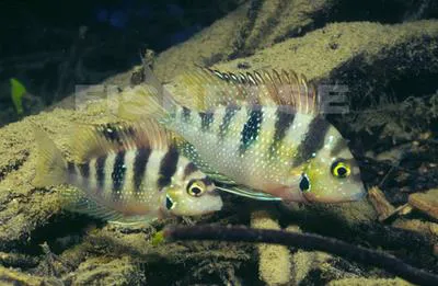 Yellow cichlid (Thorichthys helleri)