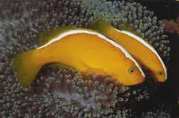 Yellow clownfish (Amphiprion sandaracinos)