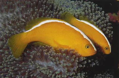 Yellow clownfish (Amphiprion sandaracinos)