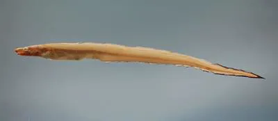 Yellow conger (Rhynchoconger flavus)