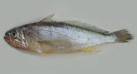 Yellow croaker (Larimichthys polyactis)