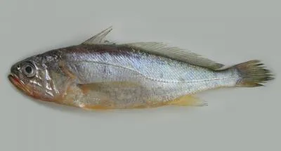 Yellow croaker (Larimichthys polyactis)