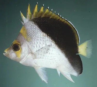 Yellow-crowned butterflyfish (Chaetodon flavocoronatus)