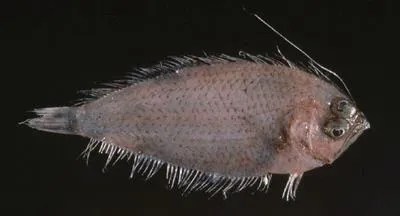 Yellow-dabbled flounder (Brachypleura novaezeelandiae)