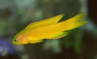 Yellow devilfish (Assessor flavissimus)