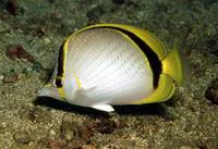 Yellow-dotted butterflyfish (Chaetodon selene)