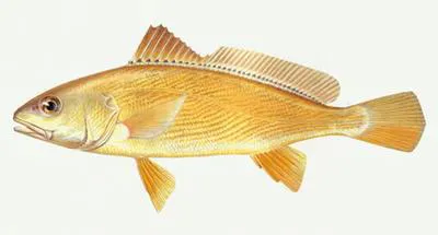 Yellow drum (Nibea albiflora)