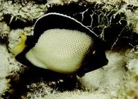 Yellow-ear angelfish (Apolemichthys xanthotis)