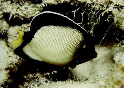 Yellow-ear angelfish (Apolemichthys xanthotis)