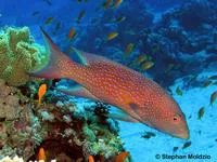 Yellow-edged lyretail (Variola louti)