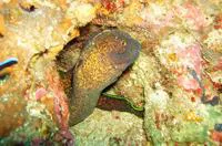 Yellow-edged moray (Gymnothorax flavimarginatus)