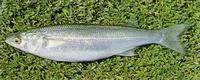 Yellow-eye mullet (Aldrichetta forsteri)