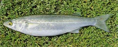 Yellow-eye mullet (Aldrichetta forsteri)