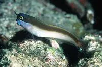 Yellow-eyed comb-tooth (Ecsenius melarchus)