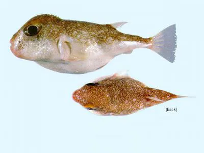 Yellow-eyed toadfish (Torquigener parcuspinus)