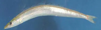 Yellow face sandlance (Ammodytoides xanthops)