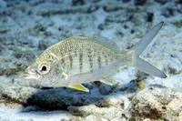 Yellow fin mojarra (Gerres cinereus)