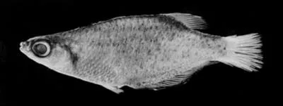 Yellow finned medaka (Oryzias profundicola)