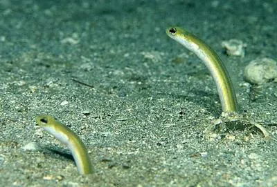 Yellow garden eel (Heteroconger luteolus)