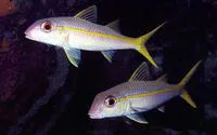 Yellow goatfish (Mulloidichthys martinicus)