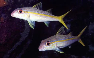 Yellow goatfish (Mulloidichthys martinicus)