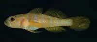 Yellow-green goby (Priolepis aureoviridis)