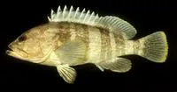 Yellow grouper (Epinephelus awoara)