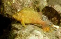 Yellow hawkfish (Cirrhitichthys aureus)