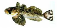Yellow Irish lord (Hemilepidotus jordani)