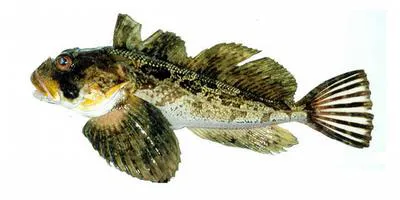 Yellow Irish lord (Hemilepidotus jordani)