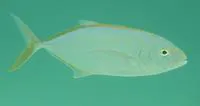 Yellow jack (Carangoides bartholomaei)
