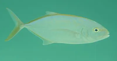 Yellow jack (Carangoides bartholomaei)