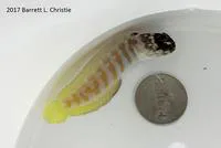 Yellow jawfish (Opistognathus gilberti)