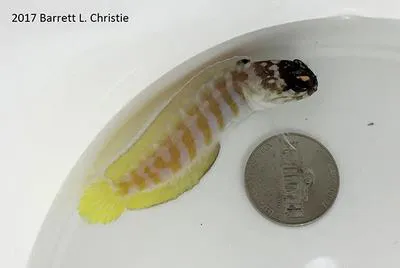 Yellow jawfish (Opistognathus gilberti)