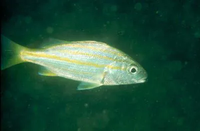 Yellow-lined grunter (Pomadasys quadrilineatus)